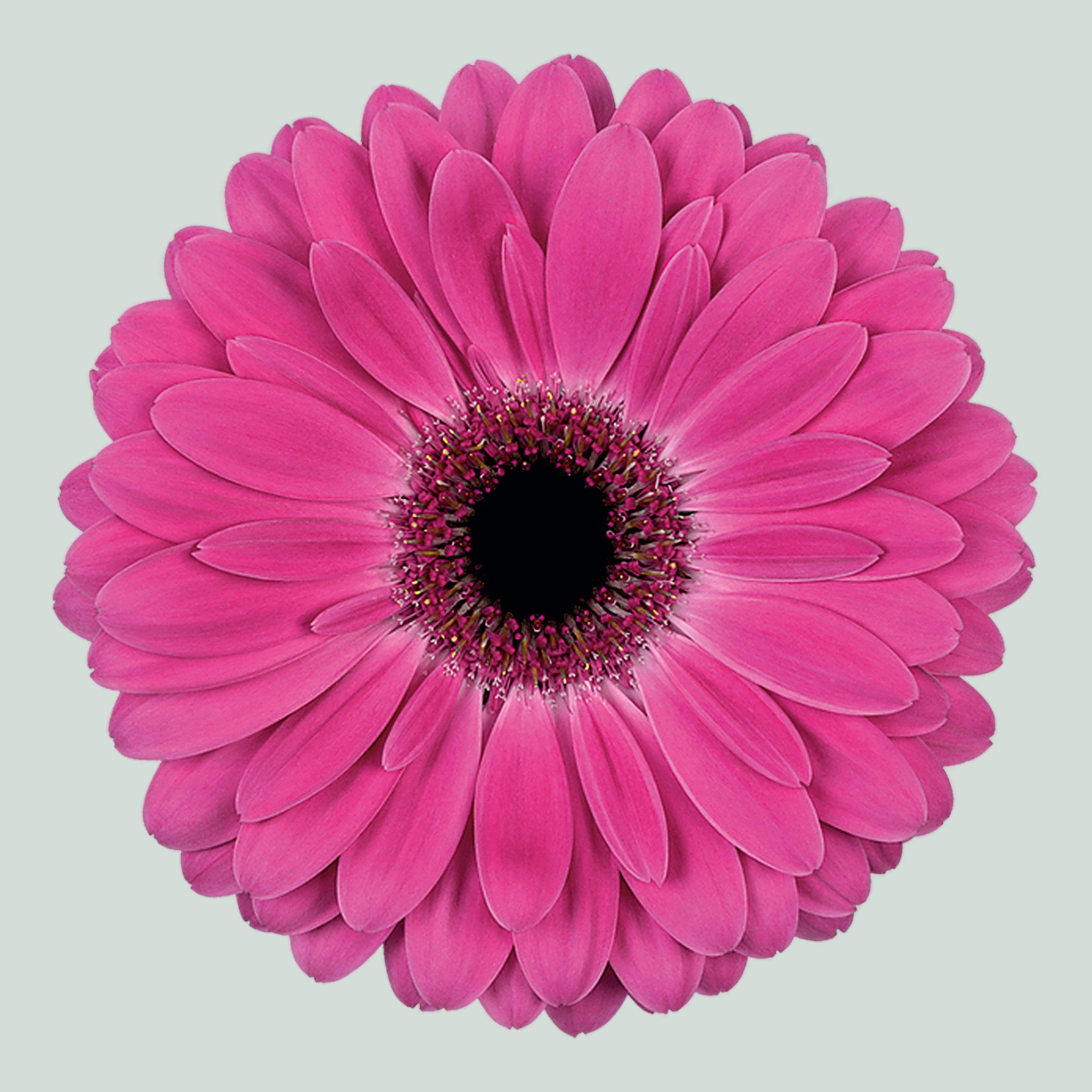 Gerbera Rich (15 Stems)