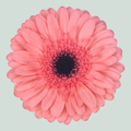 Gerbera Scala (15 Stems)