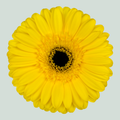 Gerbera Westeros (15 Stems)