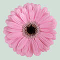 Gerbera Alison (15 Stems)