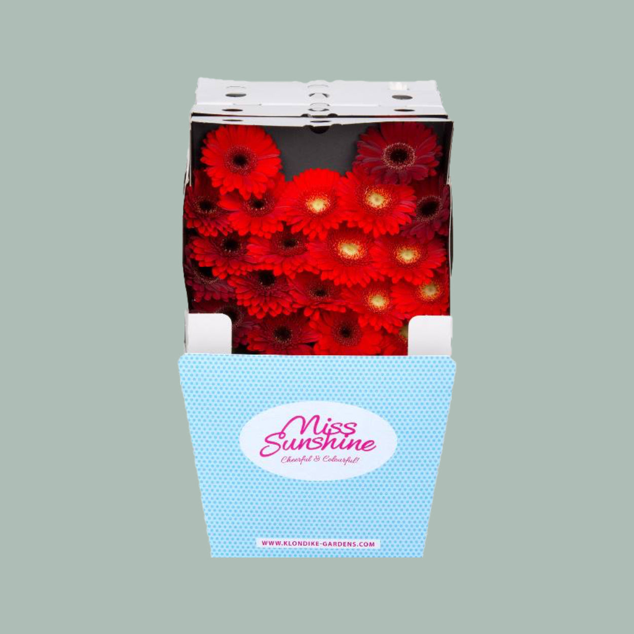 Germini Dream Mix Red