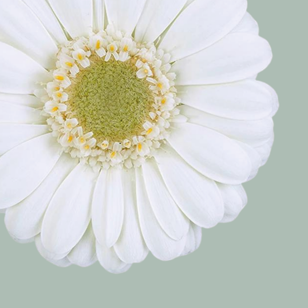 Germini Albino