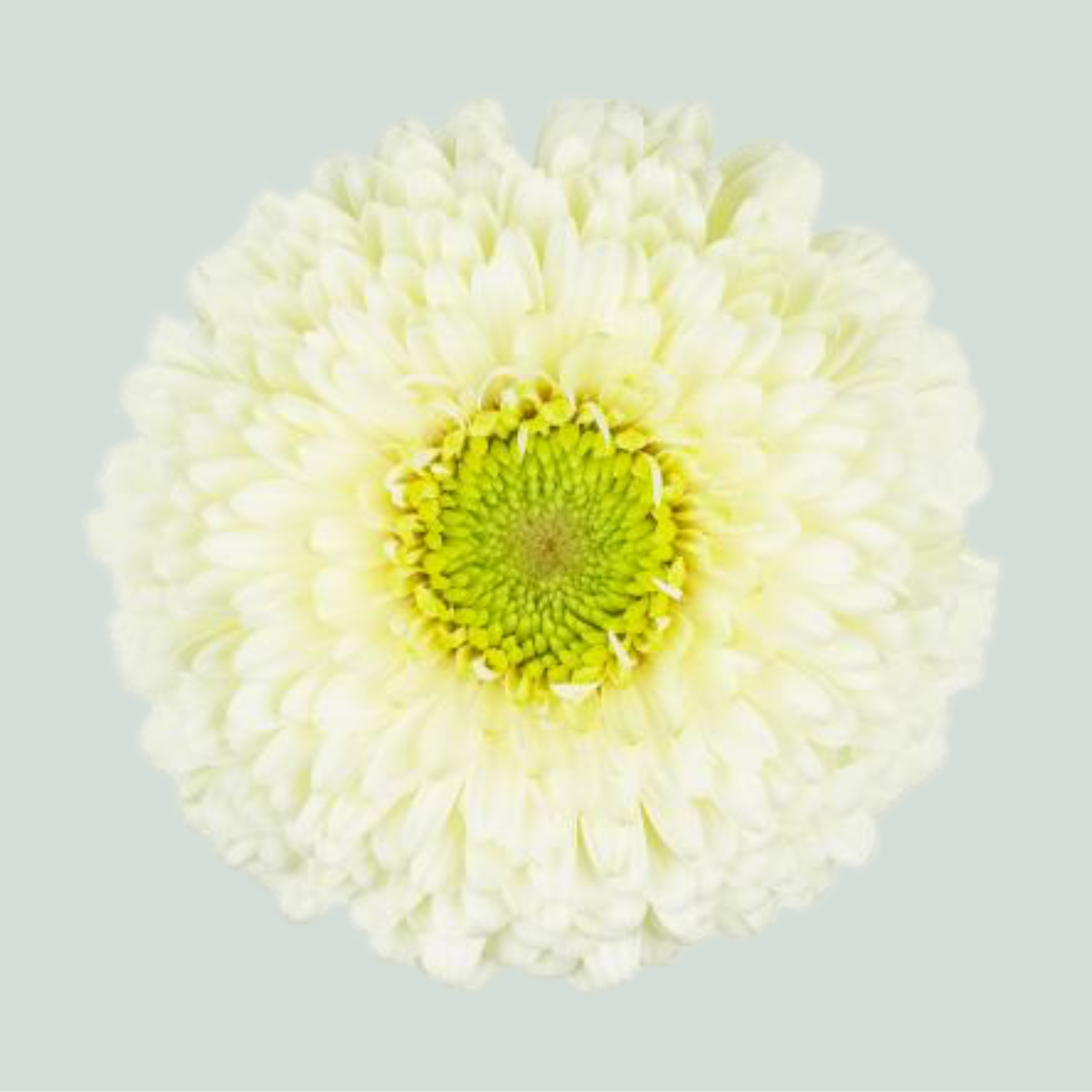 Germini Gerponi Blanco