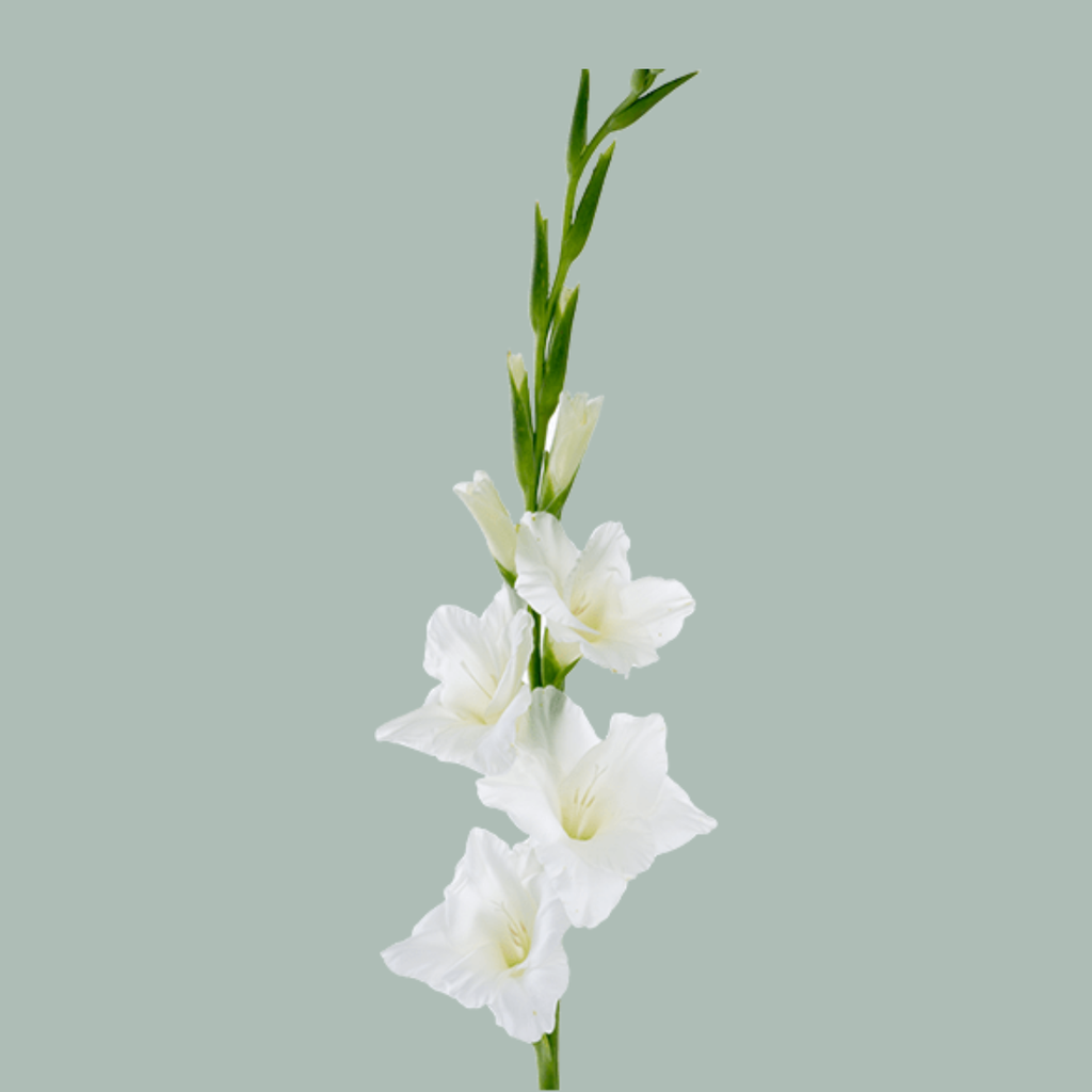 White Gladioli ‘Nova Zembla’ – 110cm Cut Stems