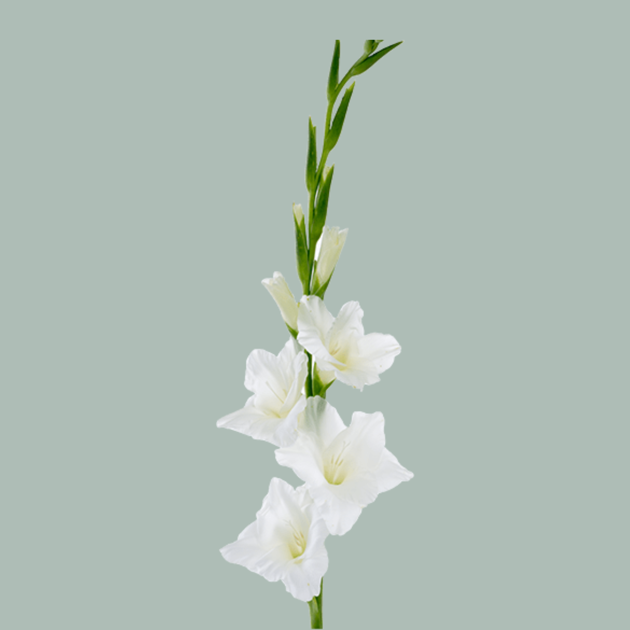 White Gladioli ‘Nova Zembla’ – 110cm Cut Stems