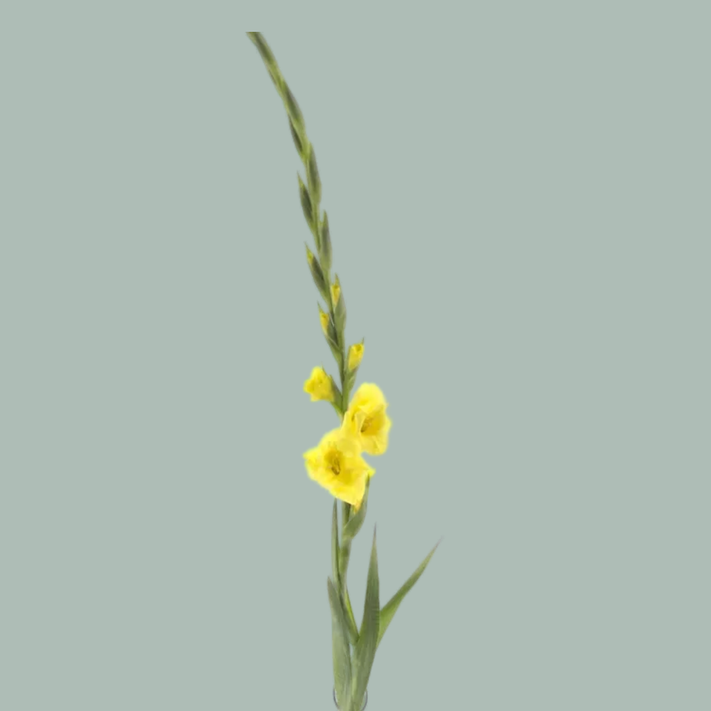 Yellow Gladioli ‘Bananarama’ – 10 Stems