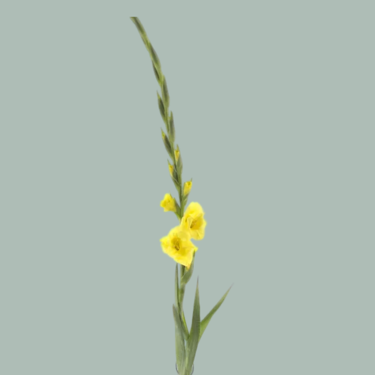 Yellow Gladioli ‘Bananarama’ – 10 Stems