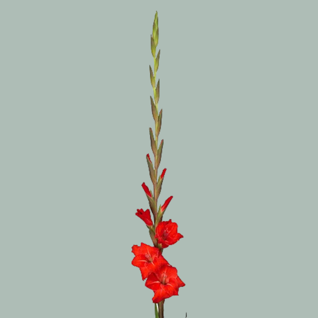Red Gladioli ‘Red Balance’ – 10 Stems