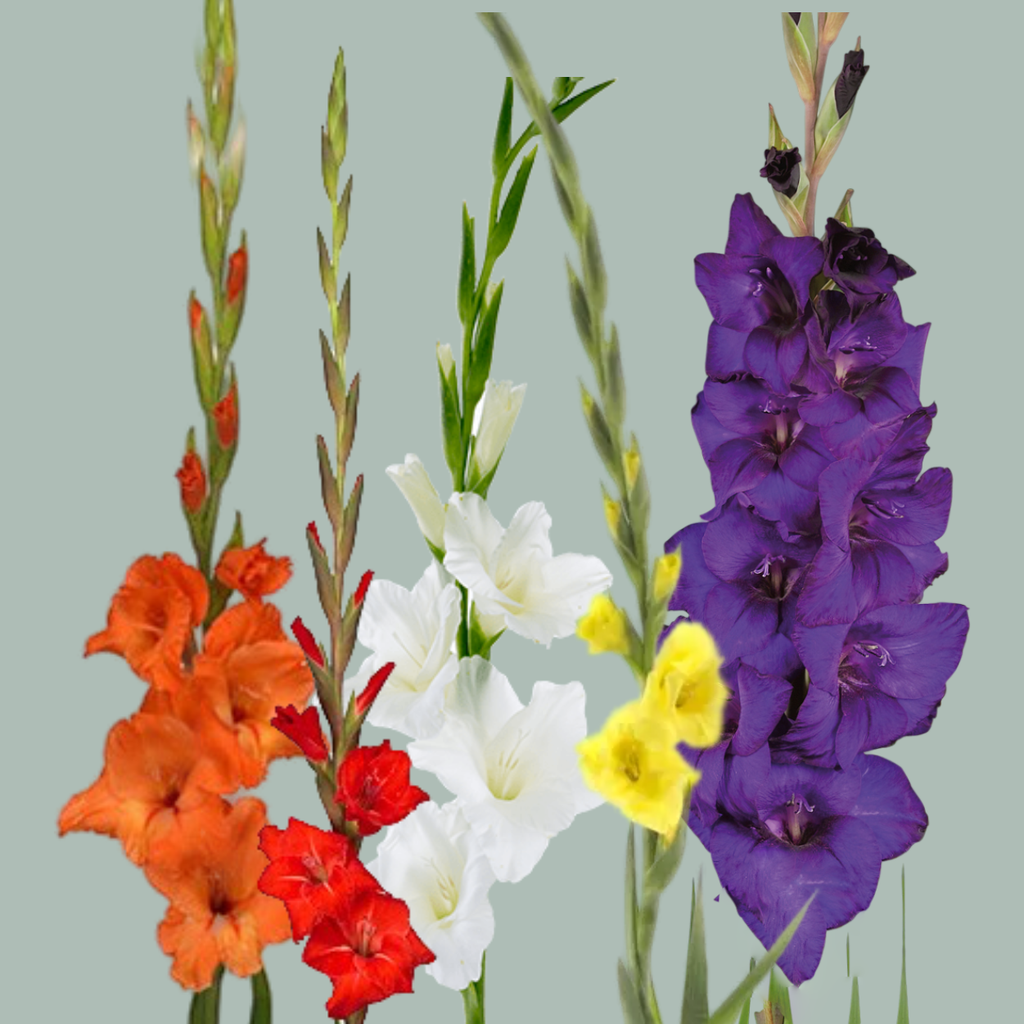 Mixed Gladiolus Cut Flowers – 90cm Stems