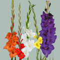 Mixed Gladiolus Cut Flowers – 90cm Stems