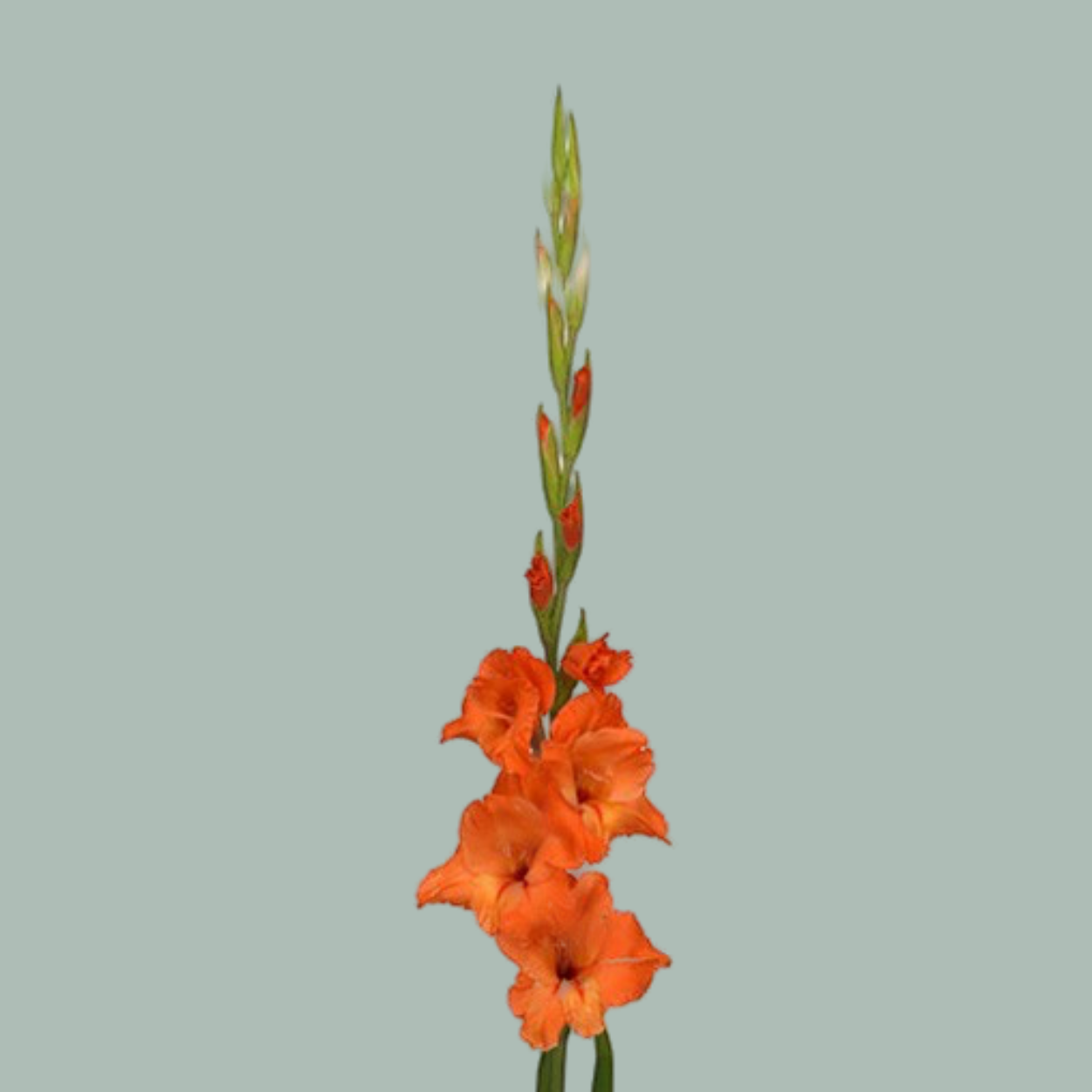 Orange Gladioli ‘Prince of Orange’ – 110cm Cut Stems