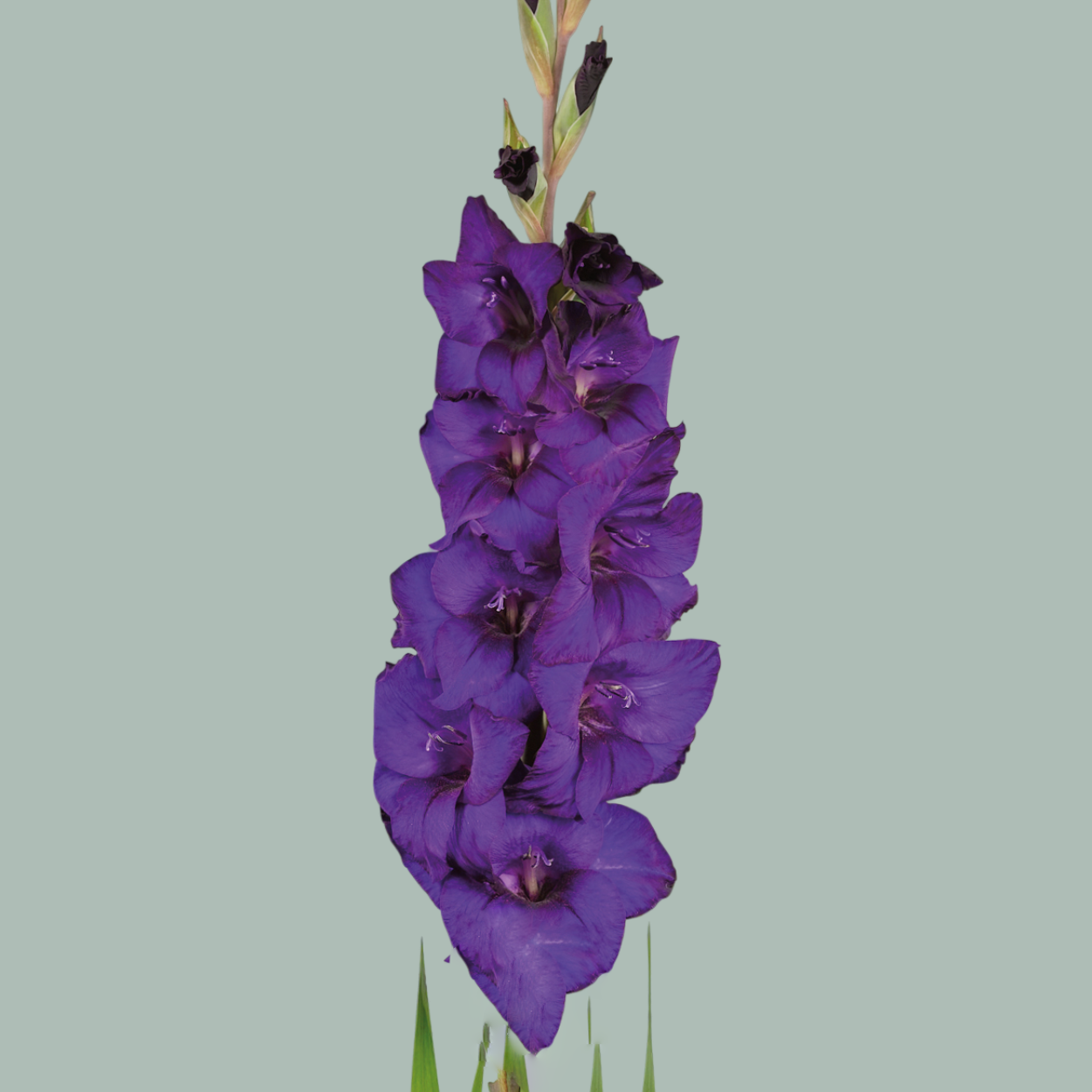 Purple Gladioli Cut Flowers – 90cm Stems