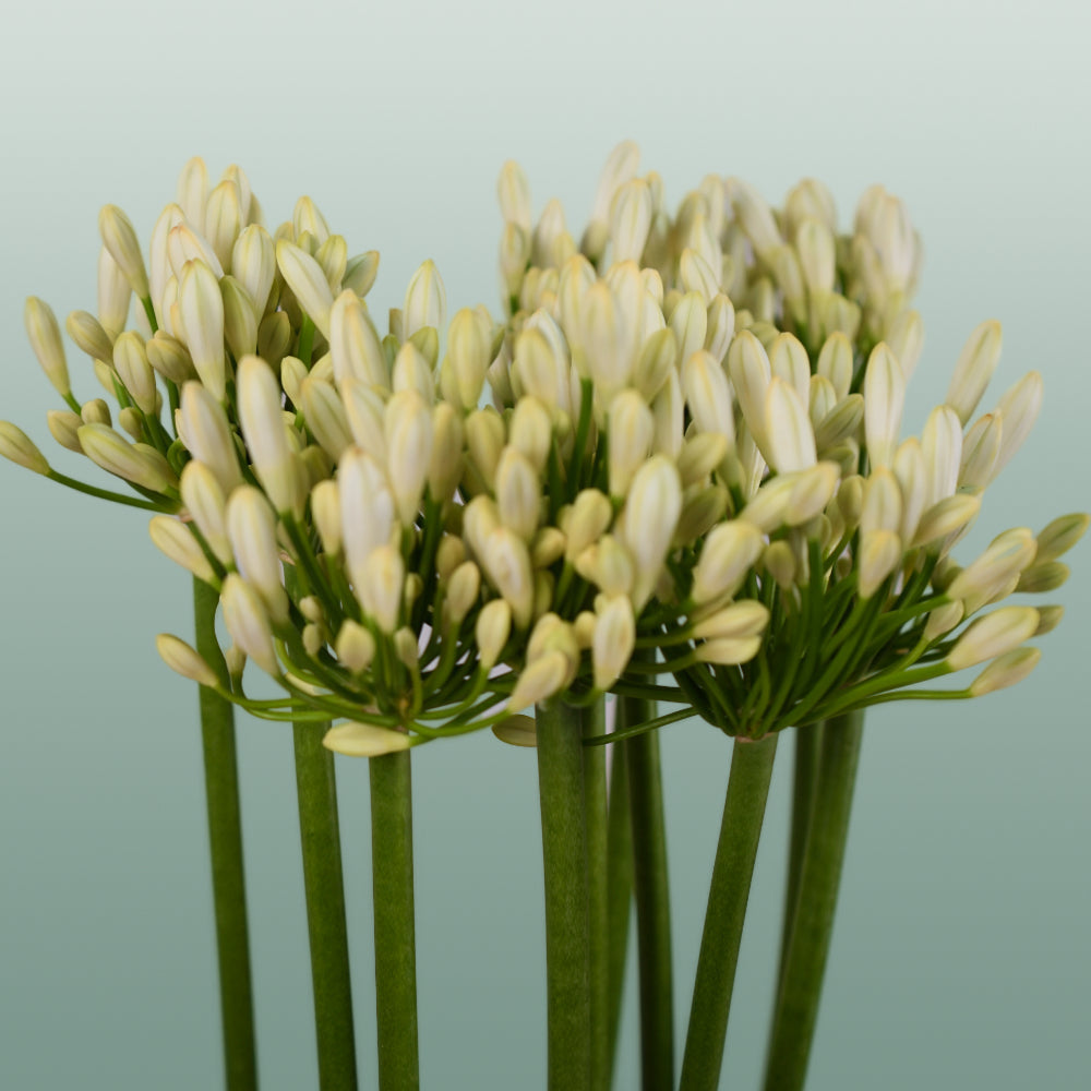 White Agapanthus ‘Gletsjer’ – 70cm Stems