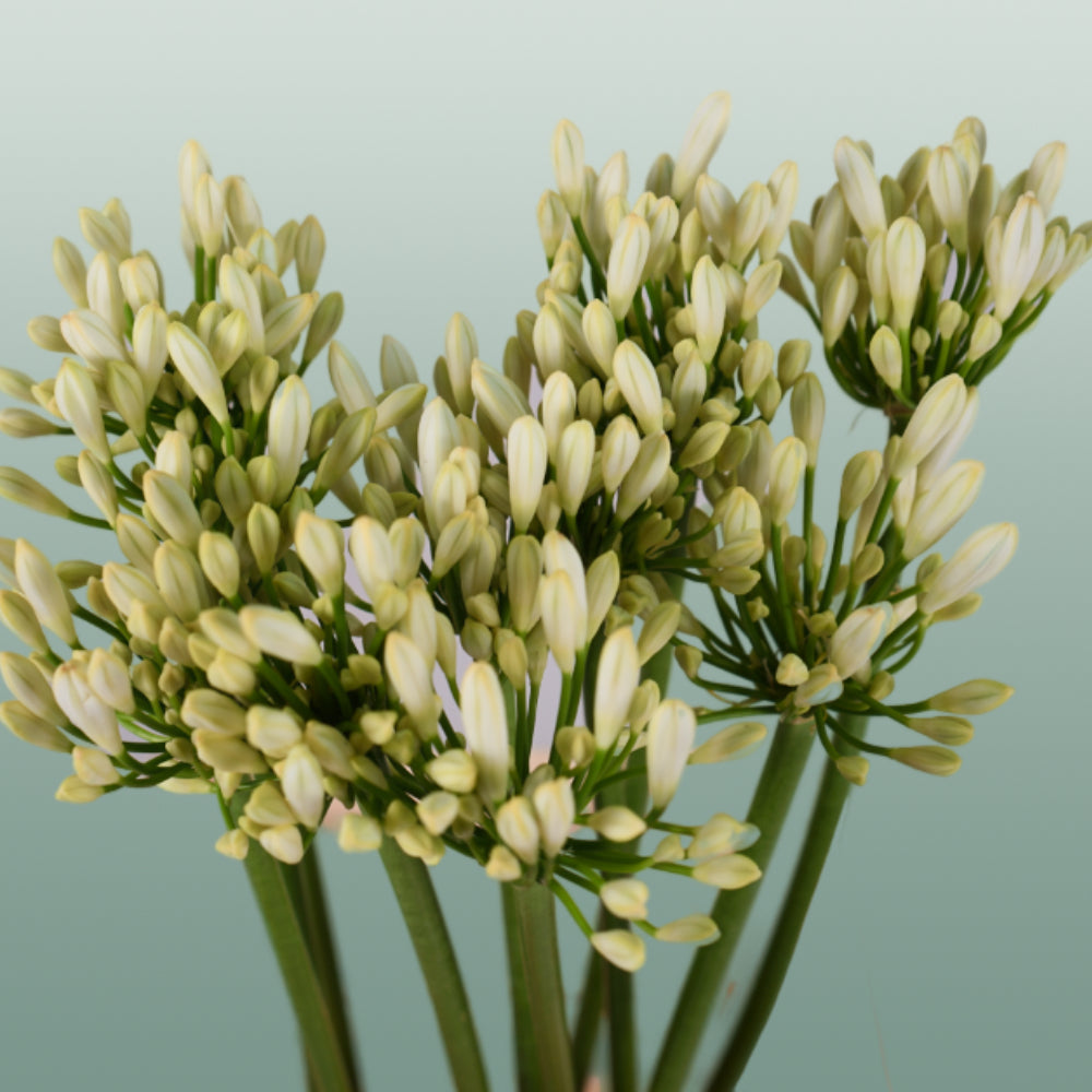 White Agapanthus ‘Gletsjer’ – 70cm Stems