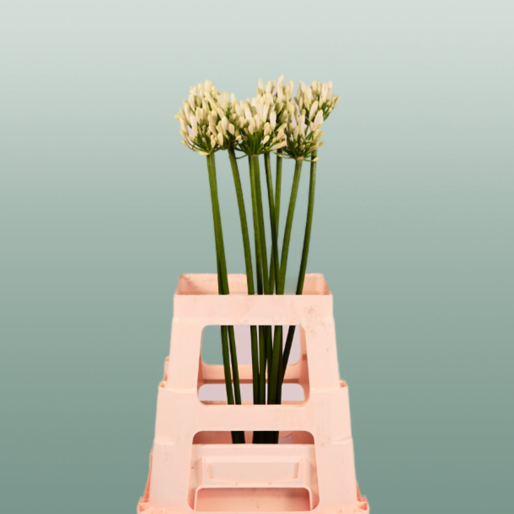 White Agapanthus ‘Gletsjer’ – 70cm Stems