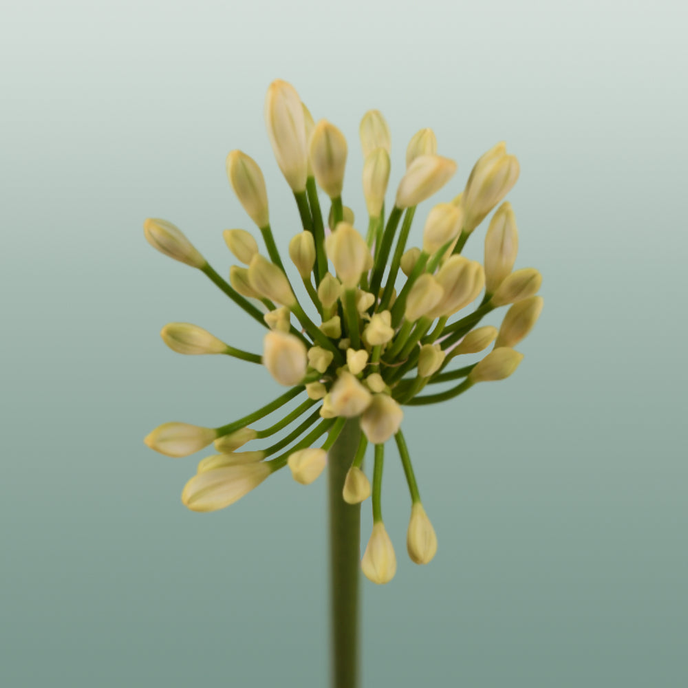 White Agapanthus ‘Gletsjer’ – 70cm Stems