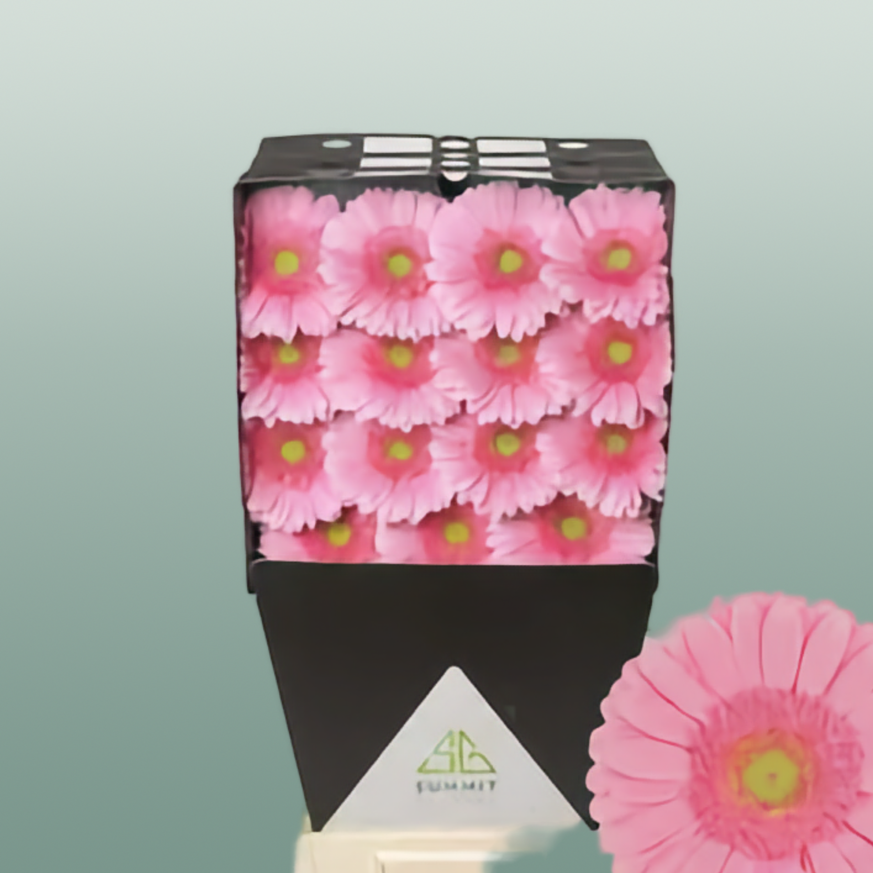 Gerbera - Gerbera - Glossy