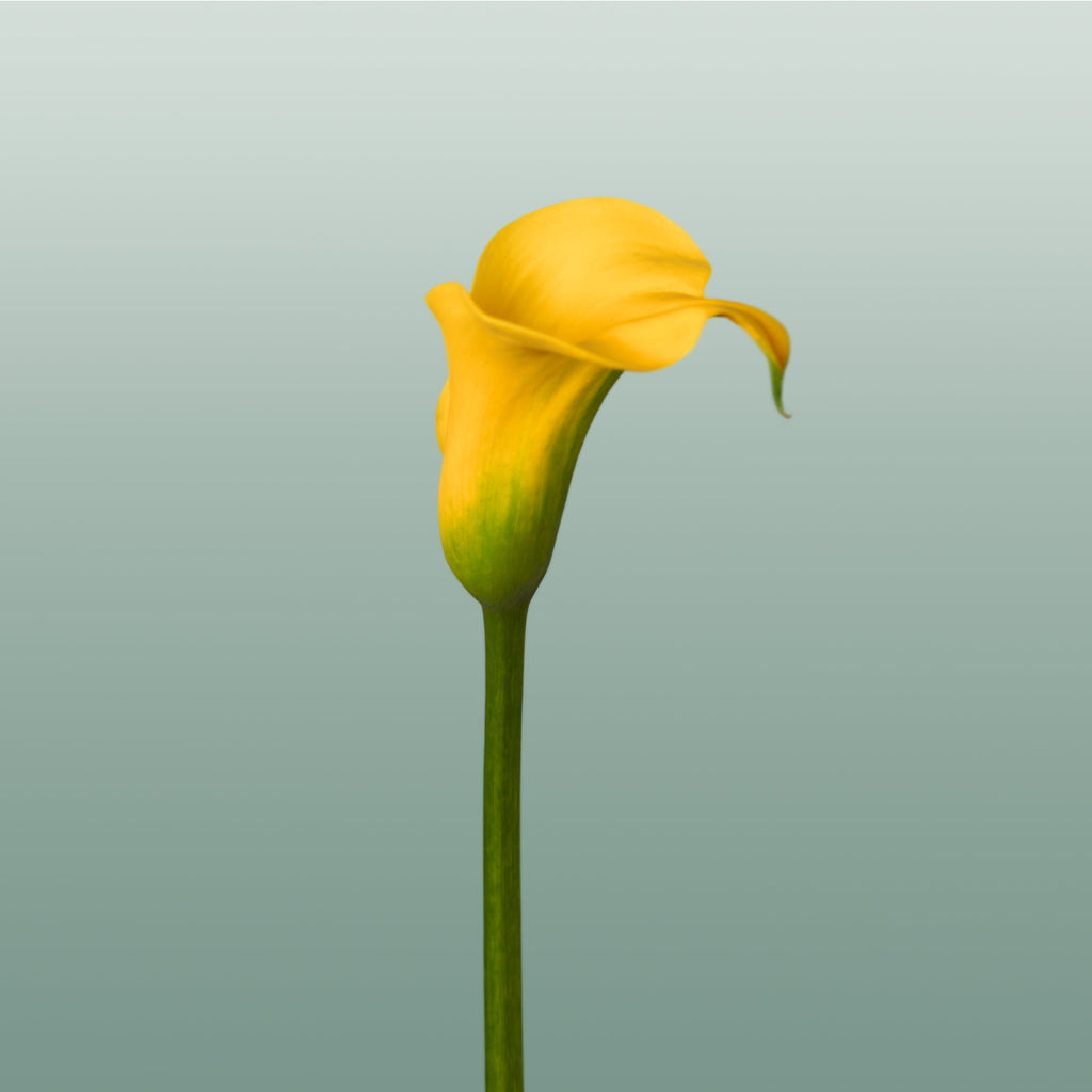 Calla GoldCup (10 Stems)