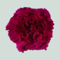 Carnation Standard Golem