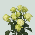 Rose Green Flow (Spray) (10 Stems)