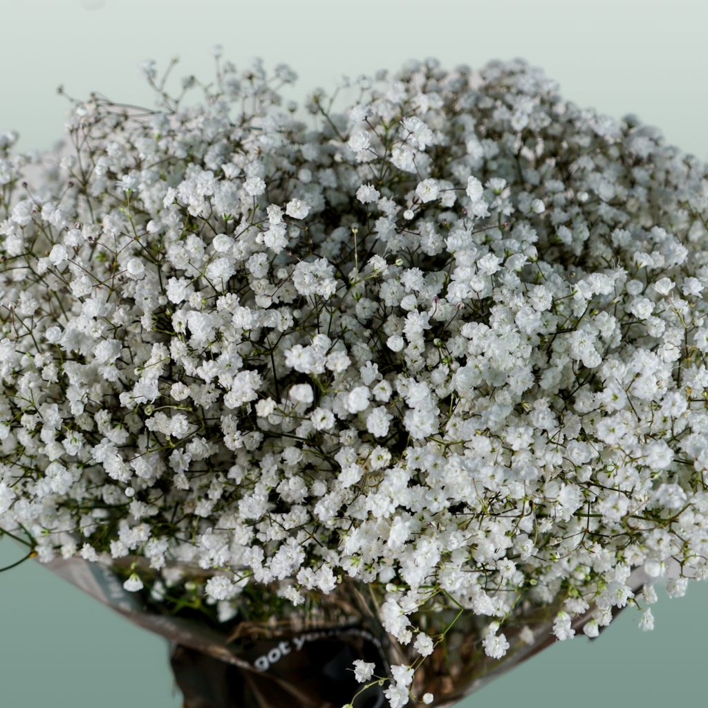 Gypsophila Equadorian Cosmic