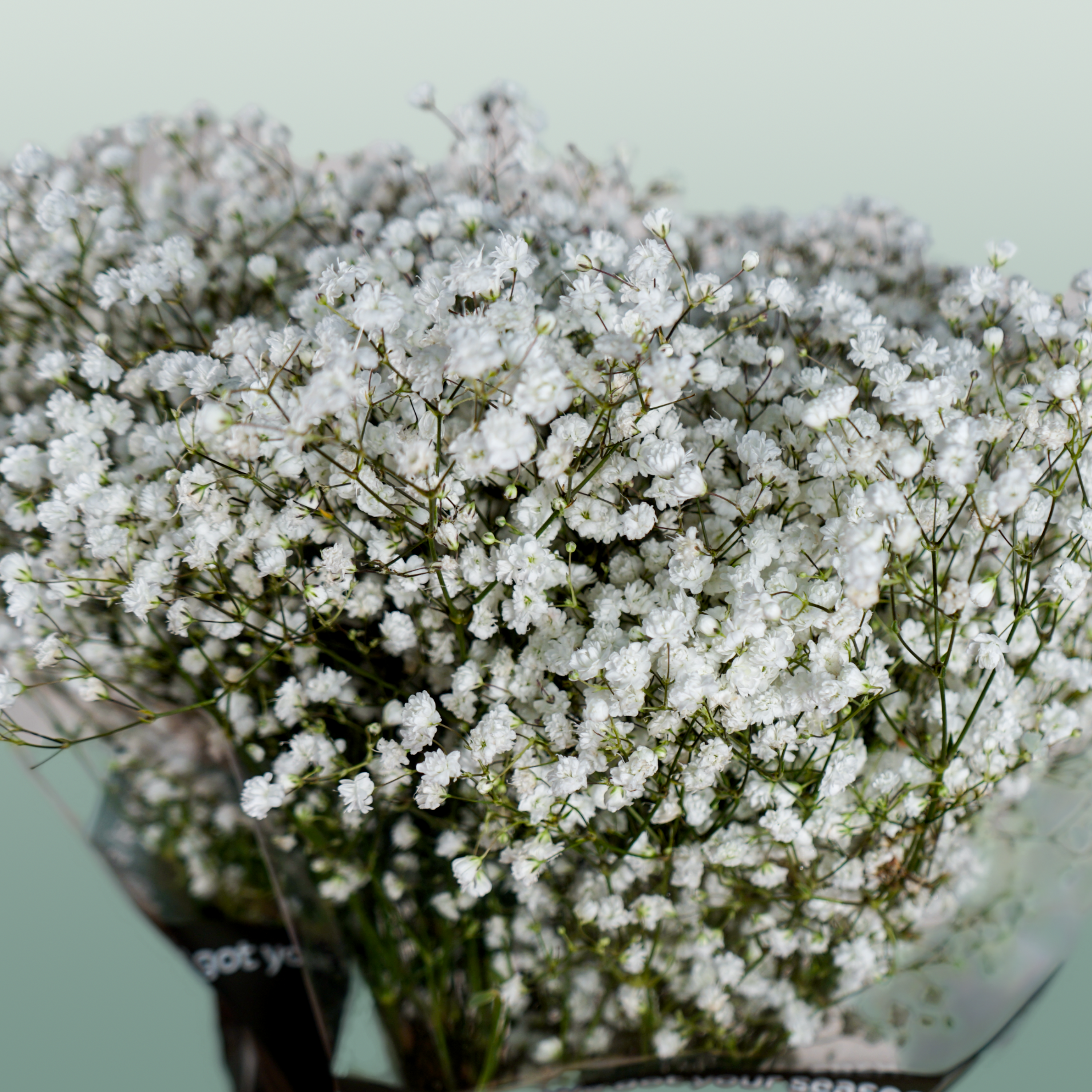 Gypsophila Equadorian Cosmic