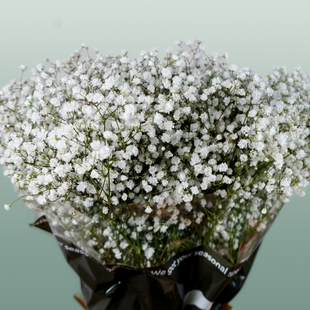 Gypsophila Equadorian Cosmic
