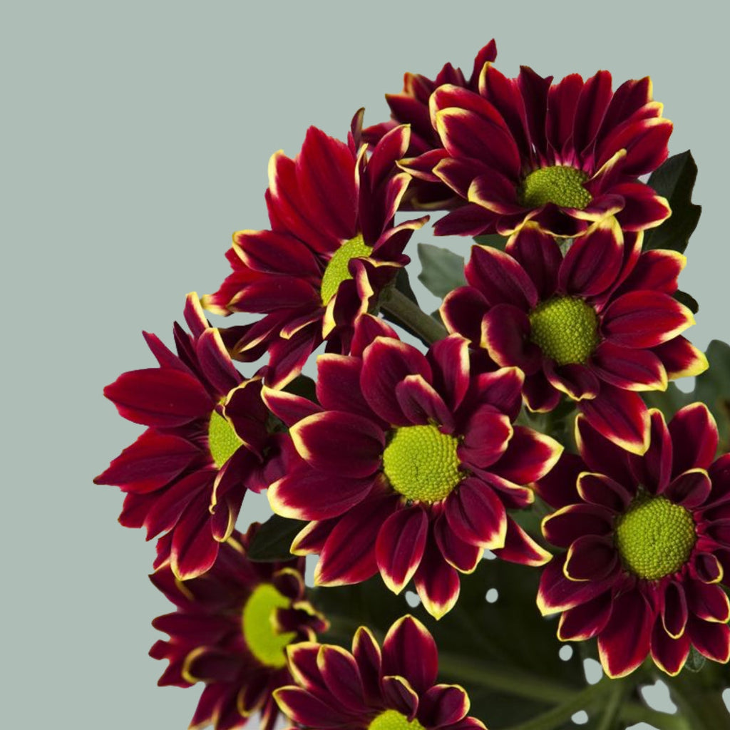 Chrysanthemum Spray Haydar Yellow