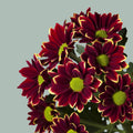Chrysanthemum Spray Haydar Yellow