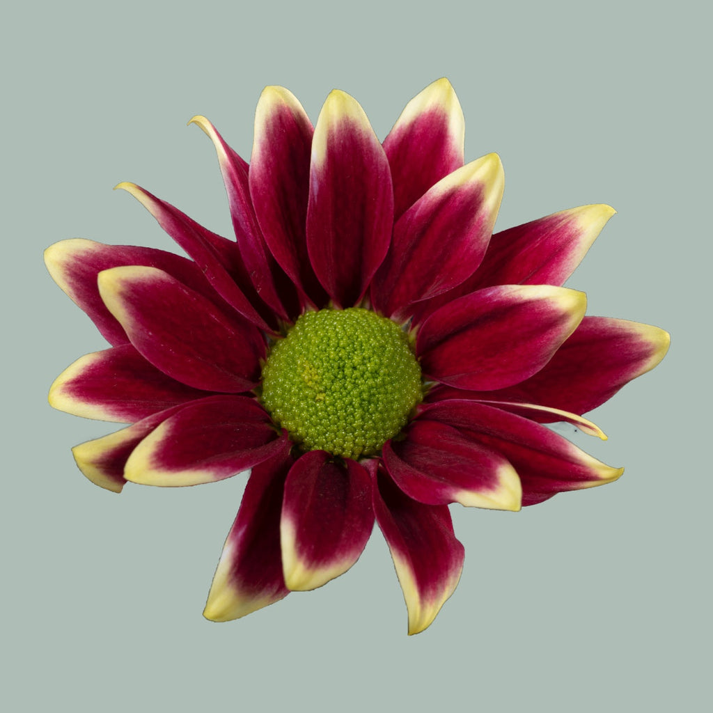 Chrysanthemum Spray Haydar Yellow