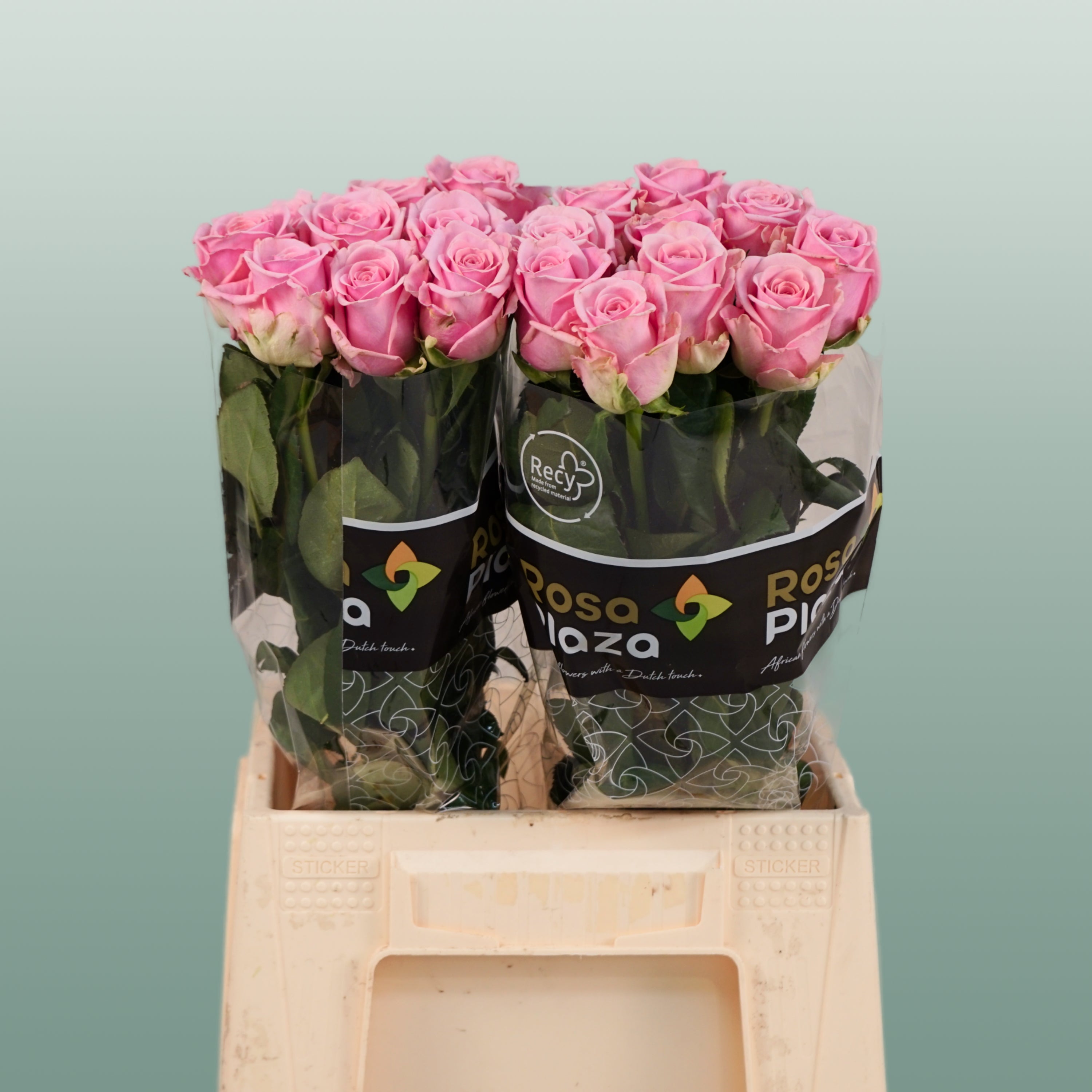 Rose - Rosa - Heaven