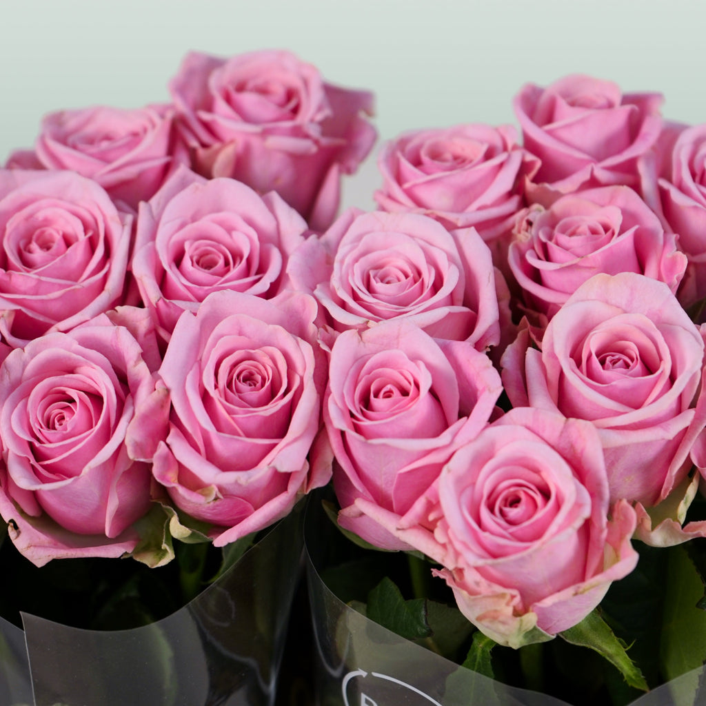 Rose - Rosa - Heaven