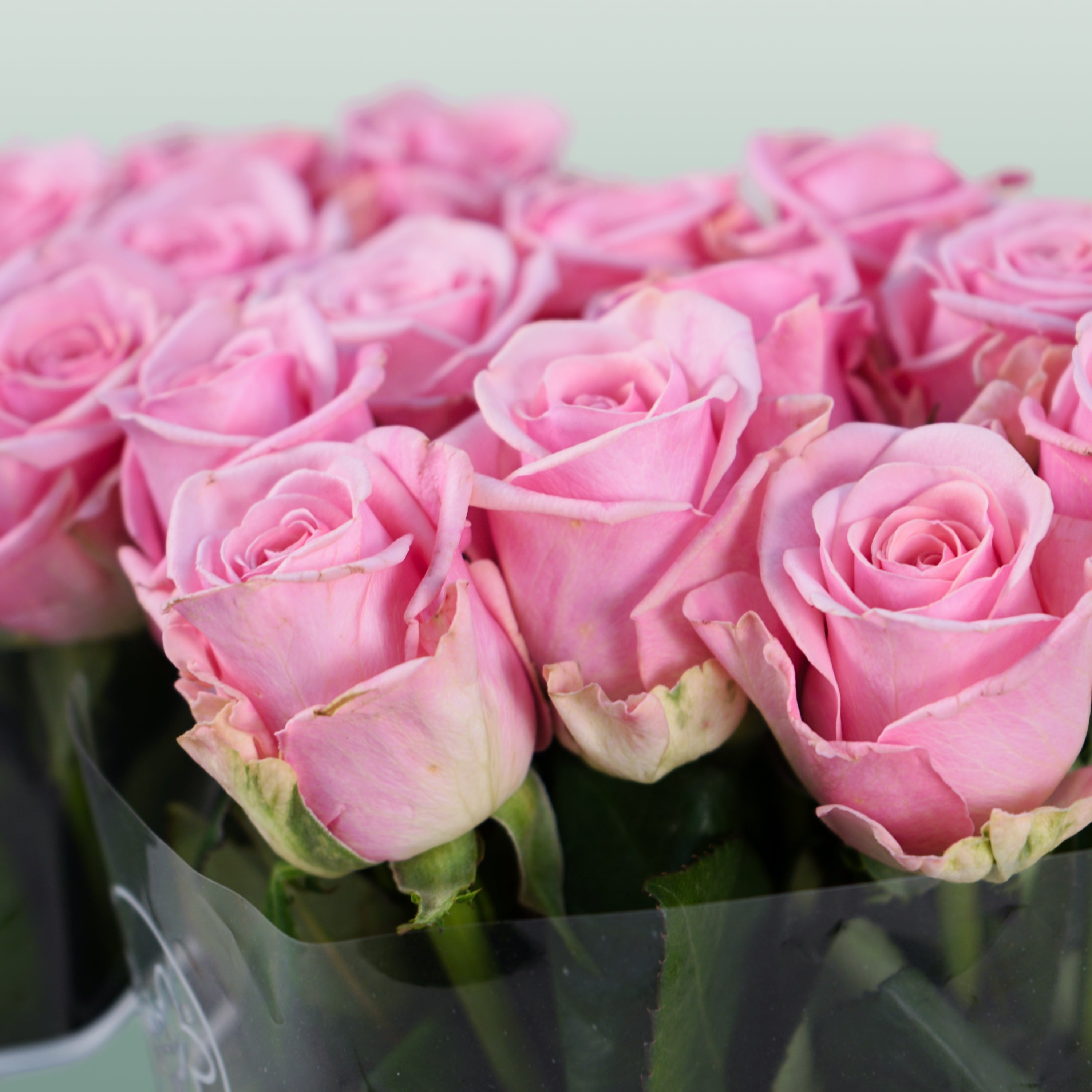 Rose - Rosa - Heaven