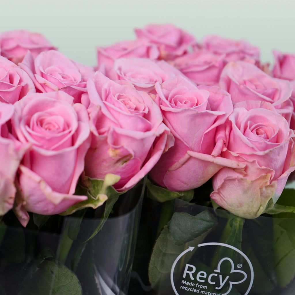Rose - Rosa - Heaven