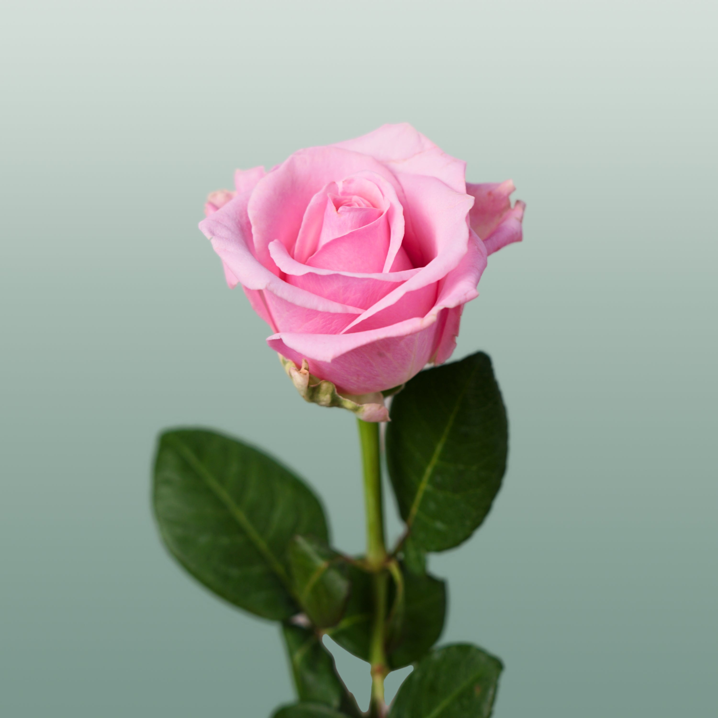 Rose - Rosa - Heaven