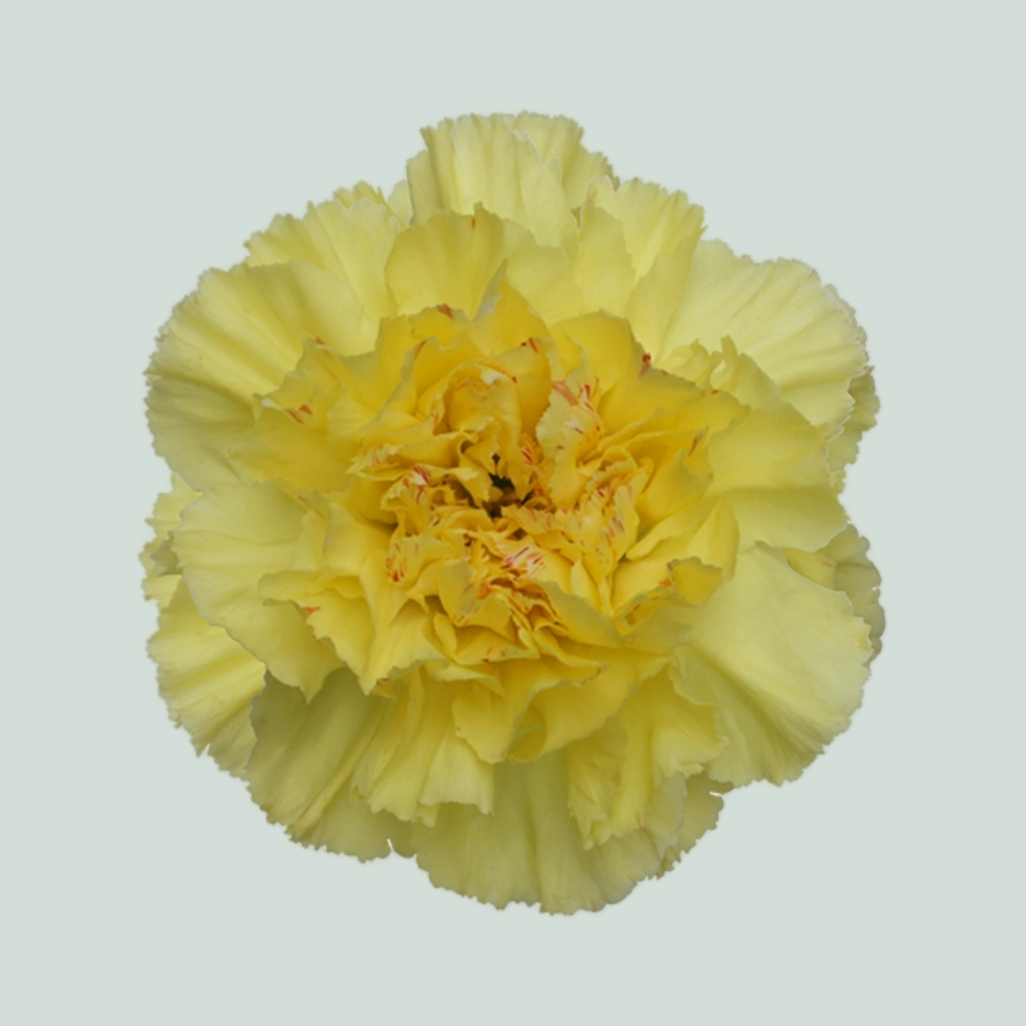 Standard Carnation - Dianthus - Hermes