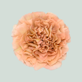 Carnation Standard Honey (20 Stems)