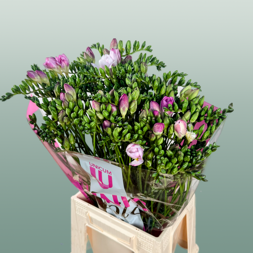 Double Freesia - Freesia - Honeymoon