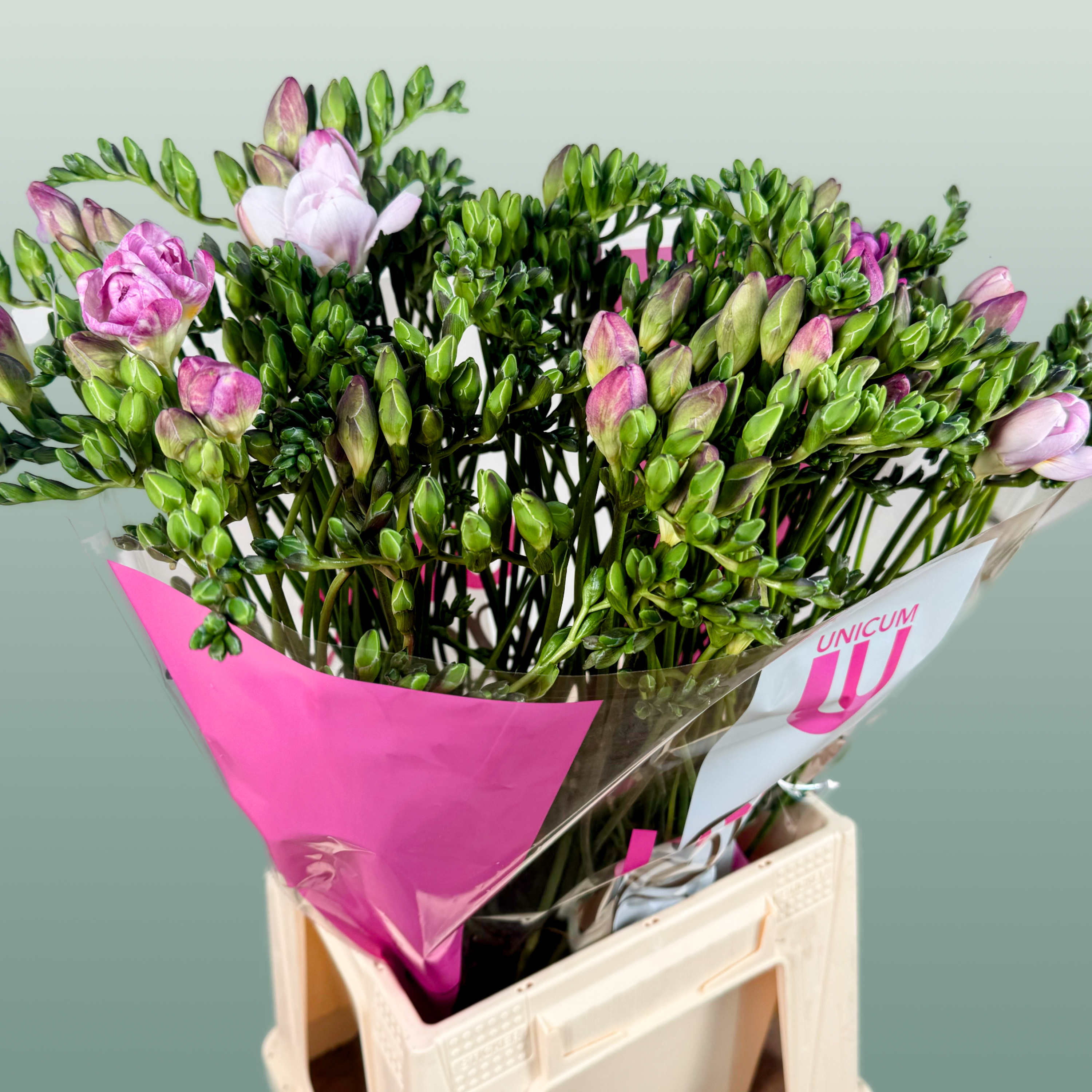 Double Freesia - Freesia - Honeymoon