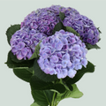 Hydrangea Magical Opal Lavender (10 Stems)