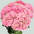 Hydrangea Magical Opal Pink (10 Stems)