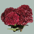 Hydrangea - Kolmaru - Magical Ruby Red