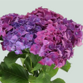 Hydrangea - Hydrangea - Mon Amour