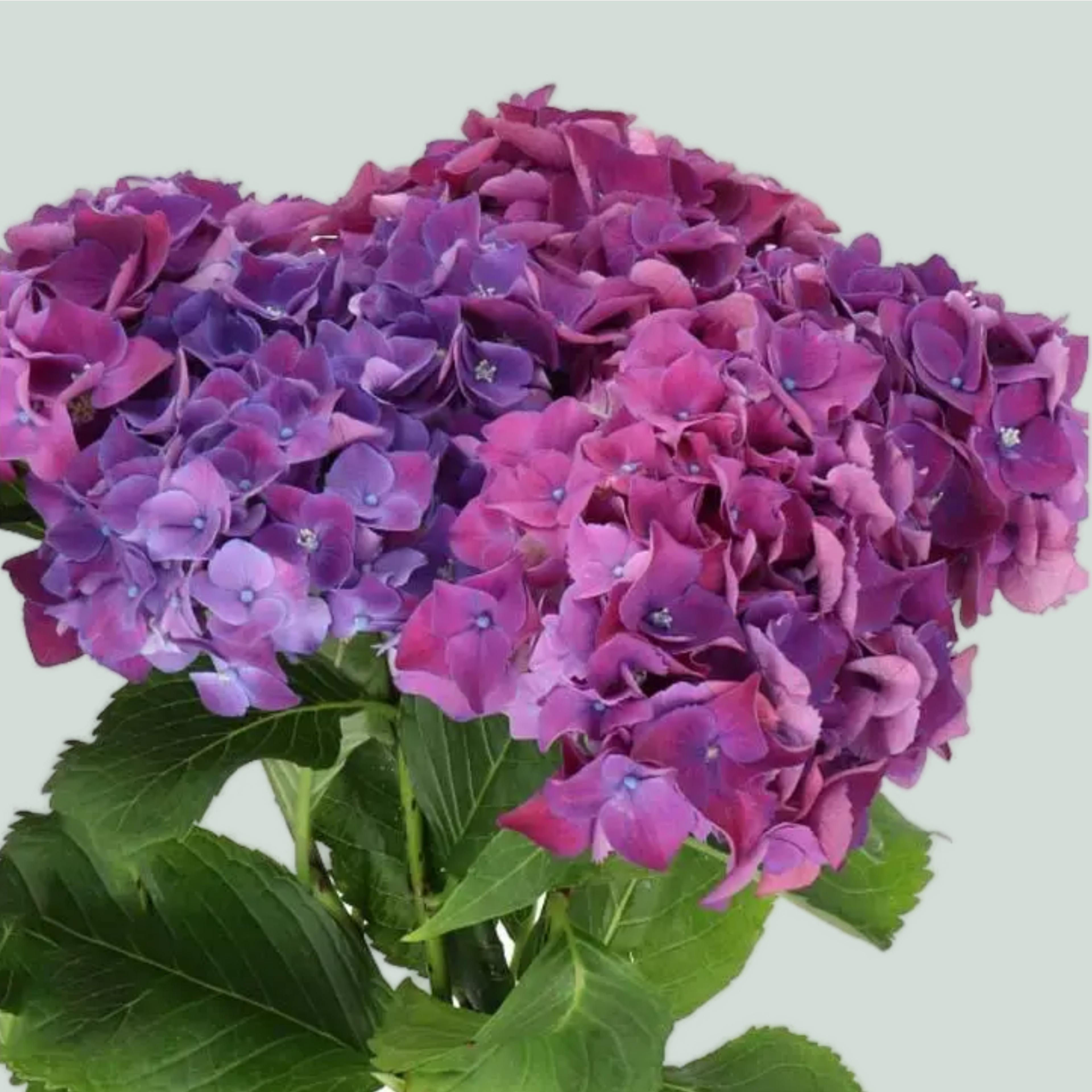 Hydrangea - Hydrangea - Mon Amour