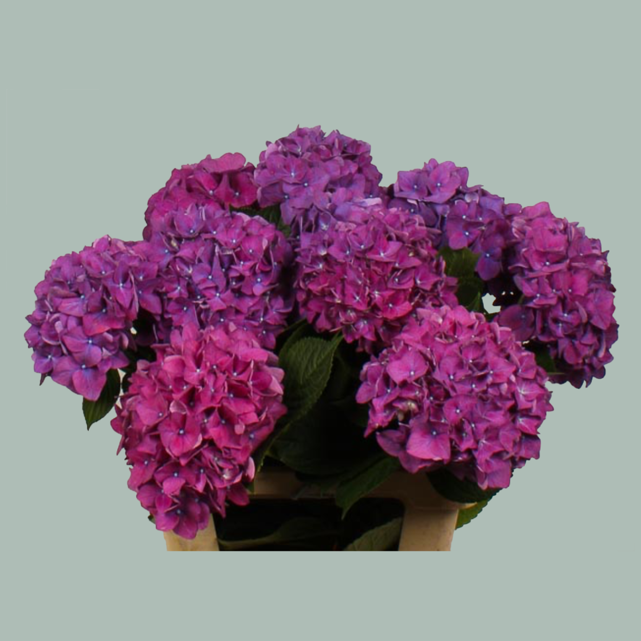 Hydrangea - Rodeo