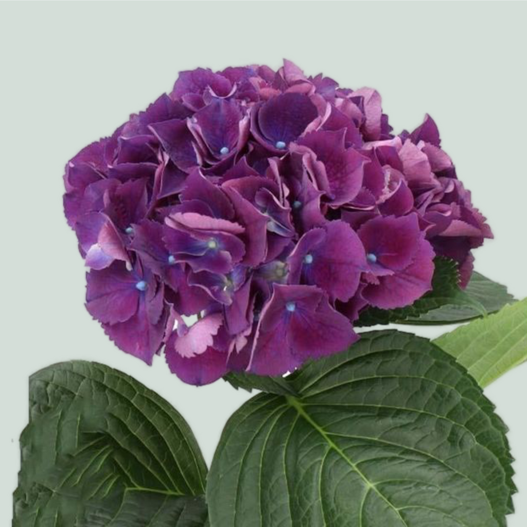 Hydrangea - Royal King