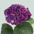 Hydrangea - Royal King