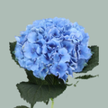 Hydrangea - Royal Parade