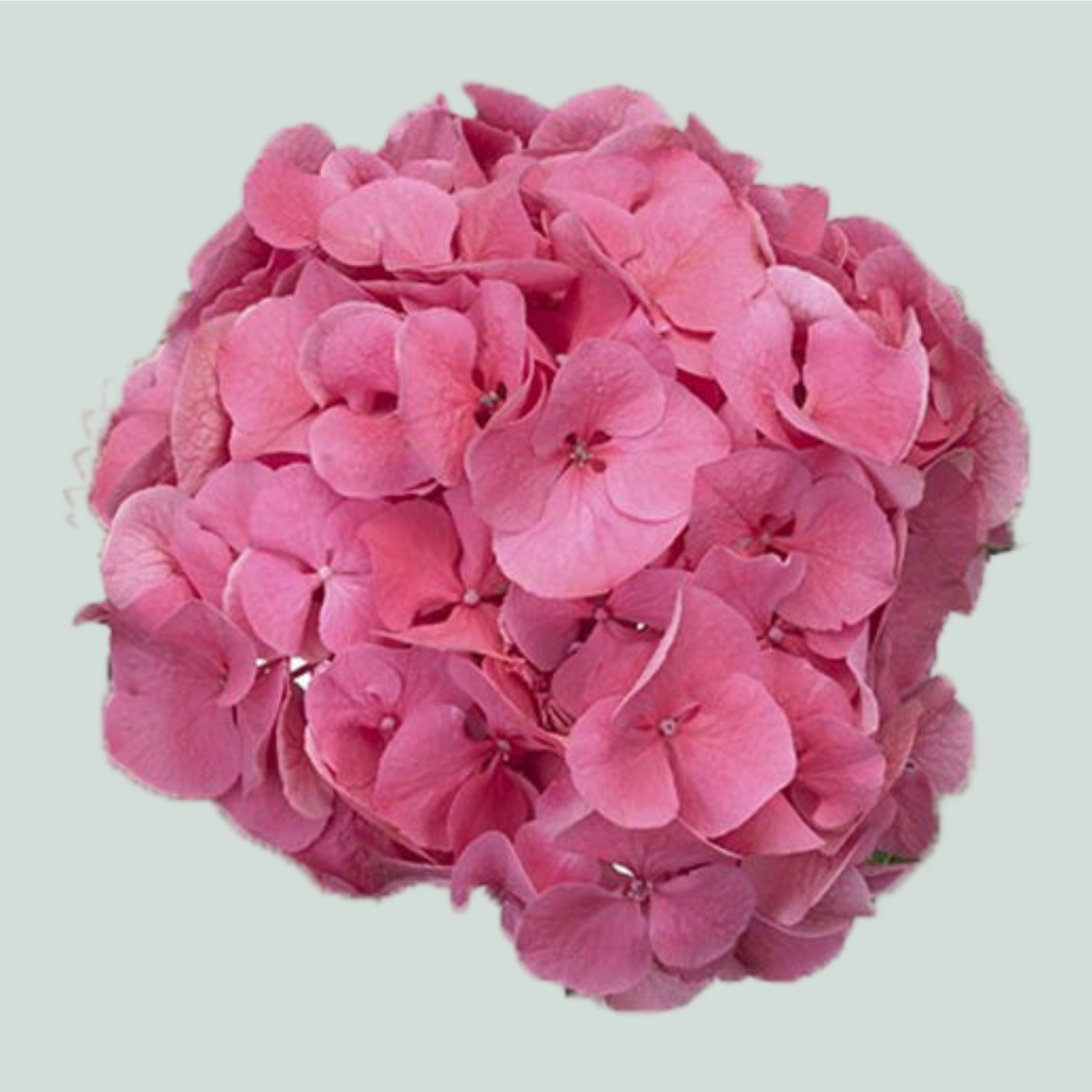 Hydrangea Sibilla (10 Stems)