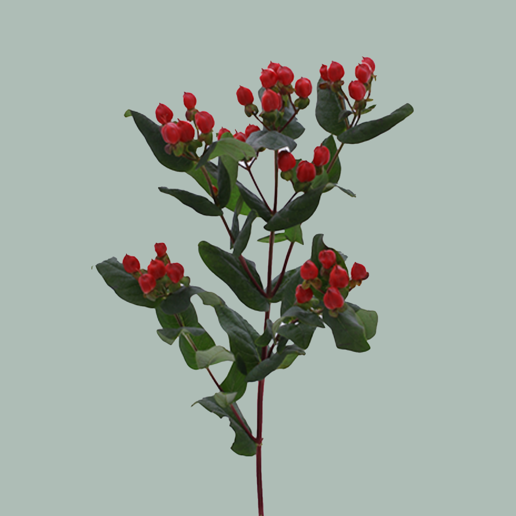 Red Hypericum Coco Diablo Cut Flowers – 60cm Stems